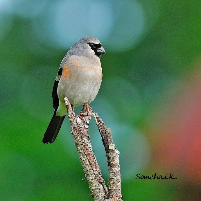 Красноголовый Снегирь