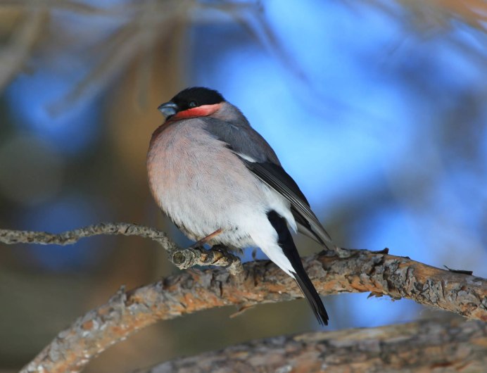 Уссурийский Снегирь