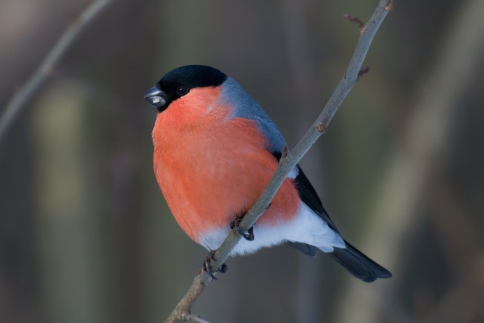 Длиннохвостая чечевица урагус