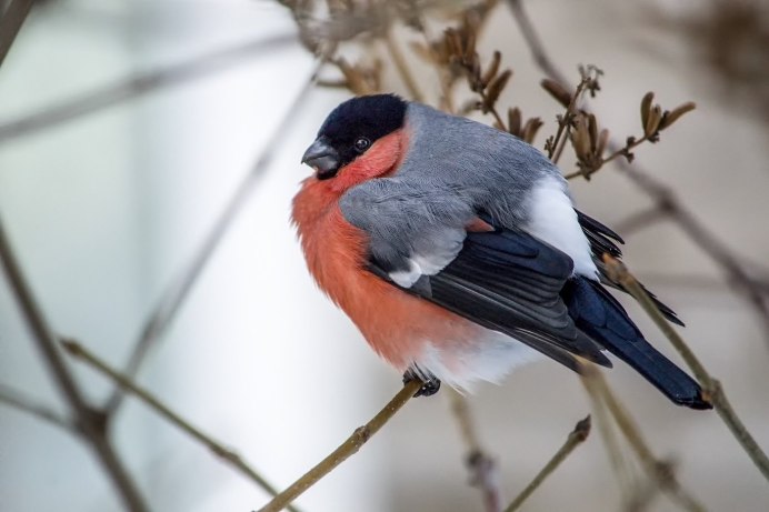 Сероголовый Снегирь