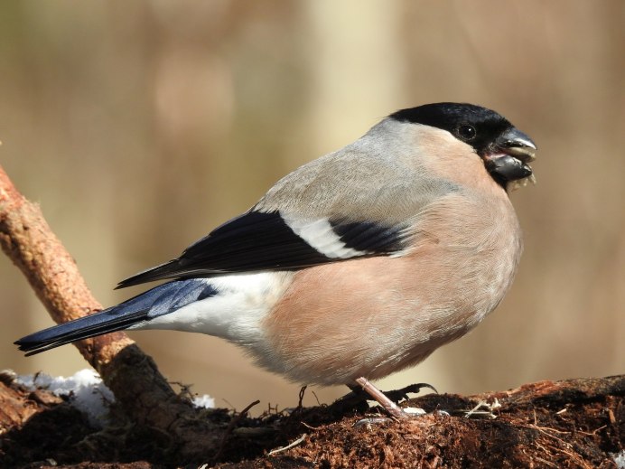 Пустынный Снегирь (толстоклювый вьюрок) (Bucanetes githagineus)