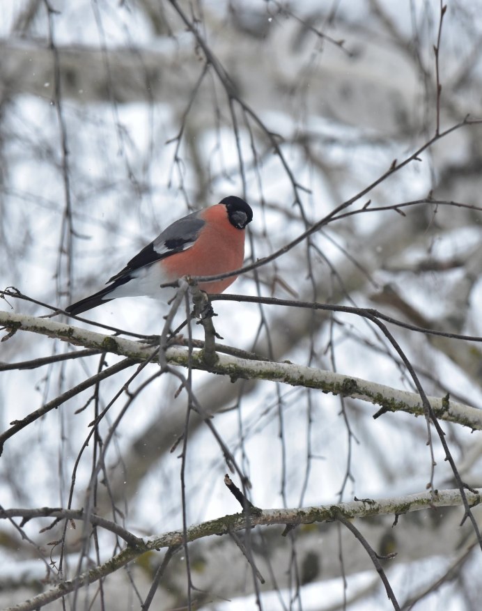 Снегирь самец окраска