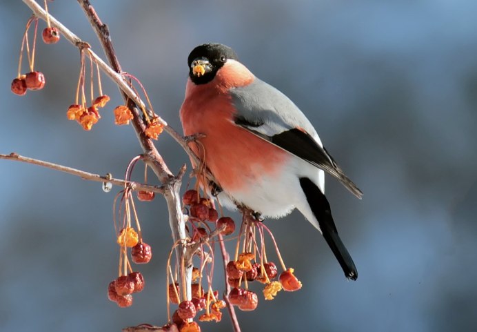 Зяблик и Снегирь