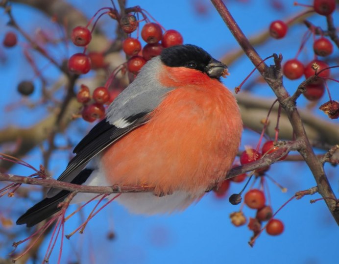 Коричневый Снегирь