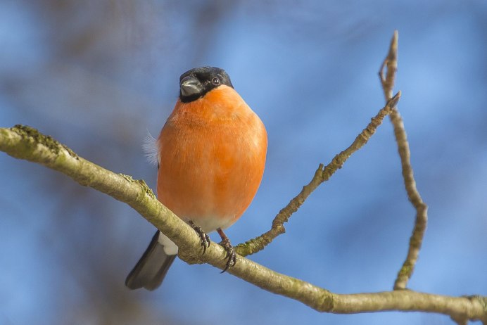 Снегирь птица гнездо