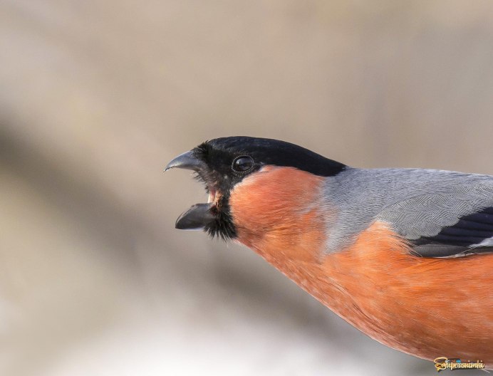 Желтоспинный Снегирь pyrrhula aurantiaca