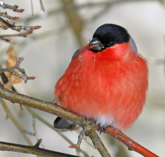 Снегирь самочка