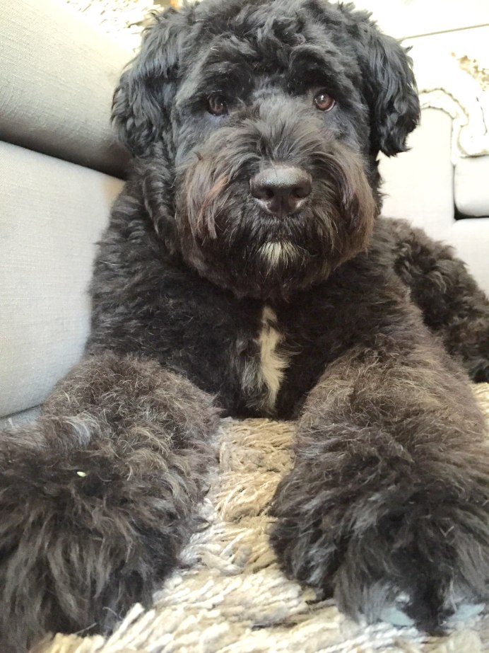 Black Russian Terrier giant