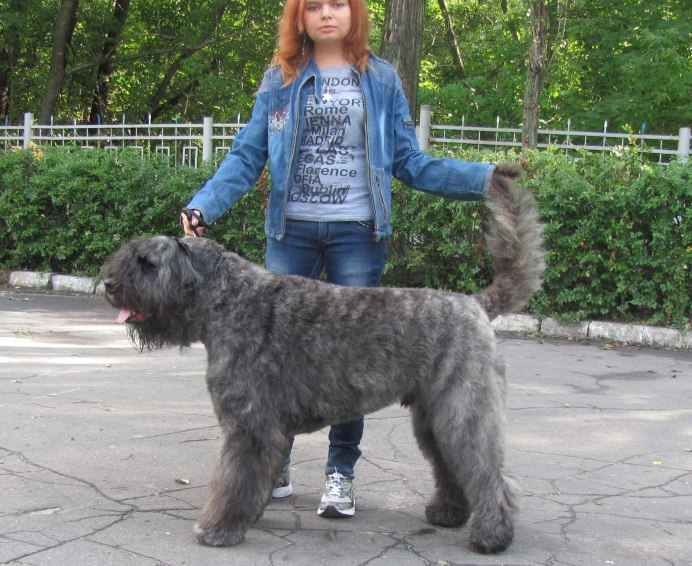 Фландрский бувье лысый