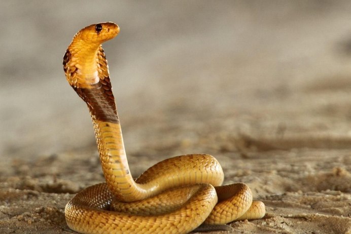 Южноафриканская щитковая Кобра