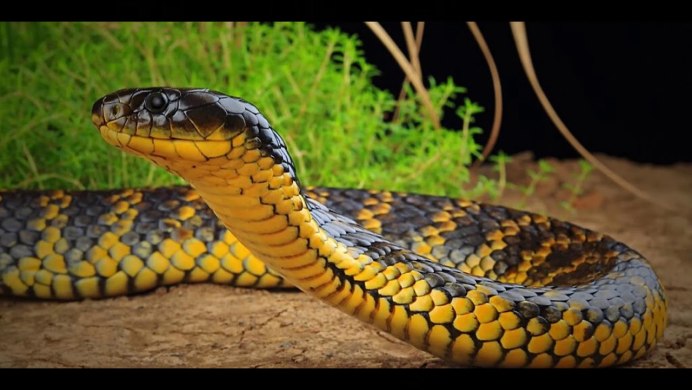 Змеиный хвост