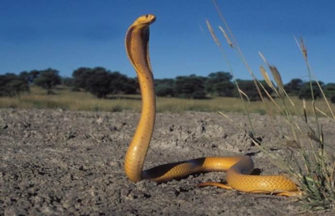 Змея Египетская Кобра