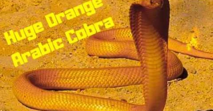 Капская Кобра