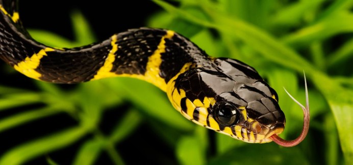 Королевская Кобра