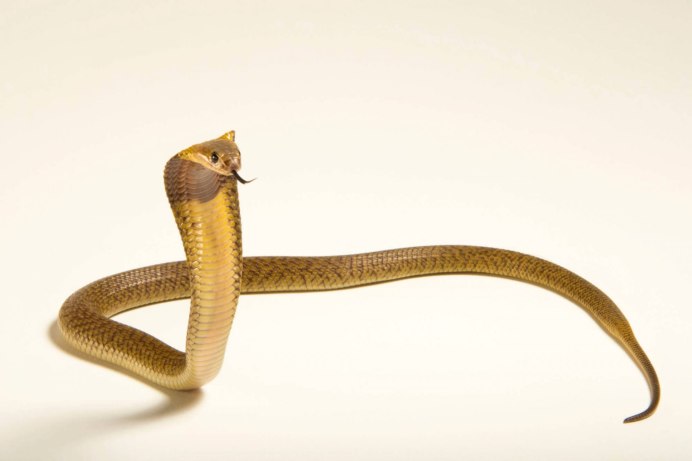 Morelia viridis желтый