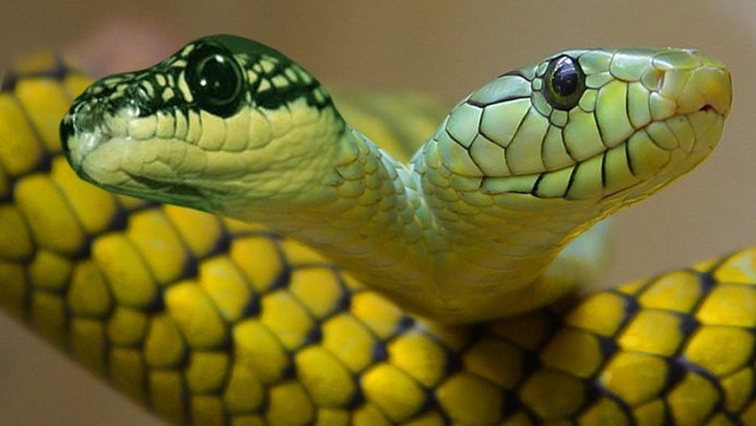 Змея с желтыми щеками