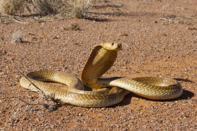 Цепкохвостый ботропс Шлегеля