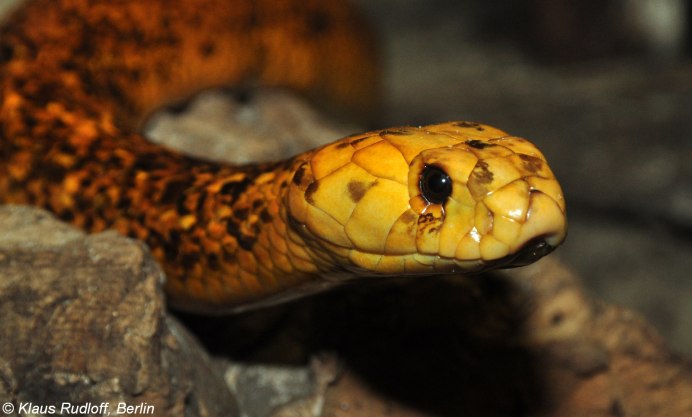 Разноцветные змеи