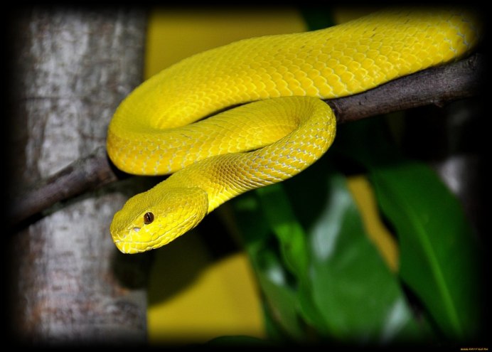 Кустарниковая Кобра