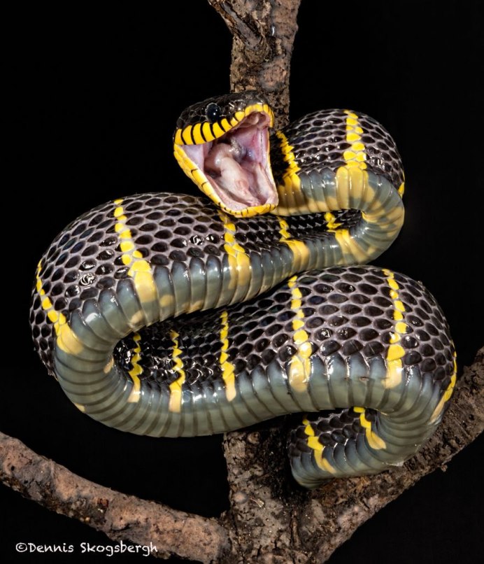 Кобра черная мамба