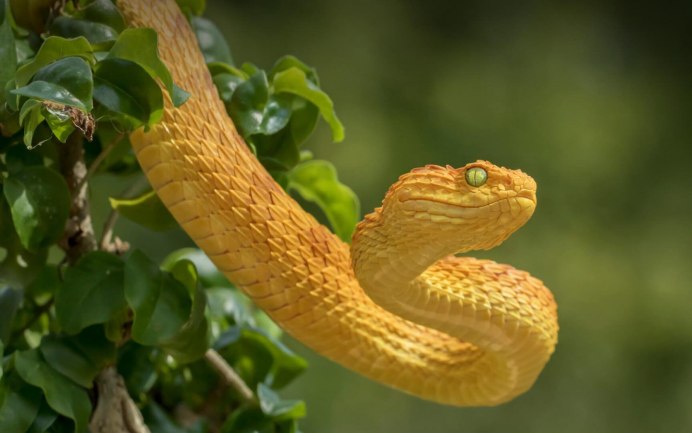 Желтая змея домашняя