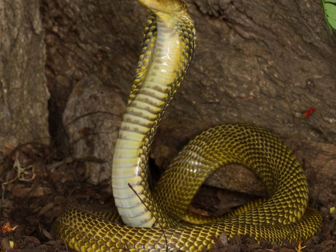 Змея Кобра Капская
