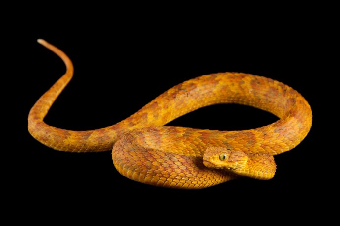 Жылан Кобра