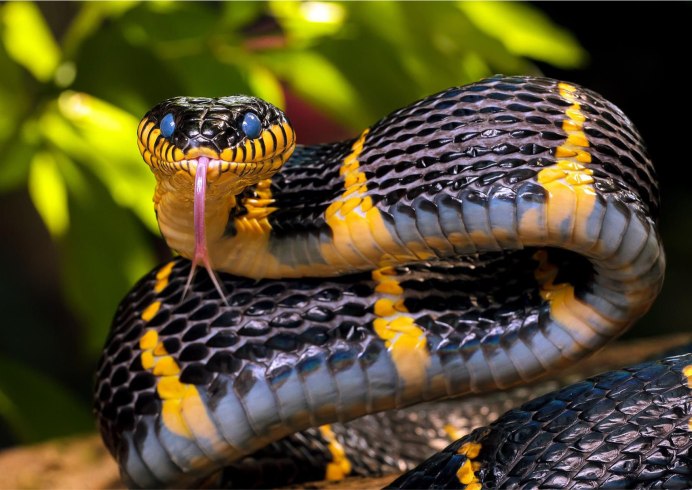 Желтые змеи