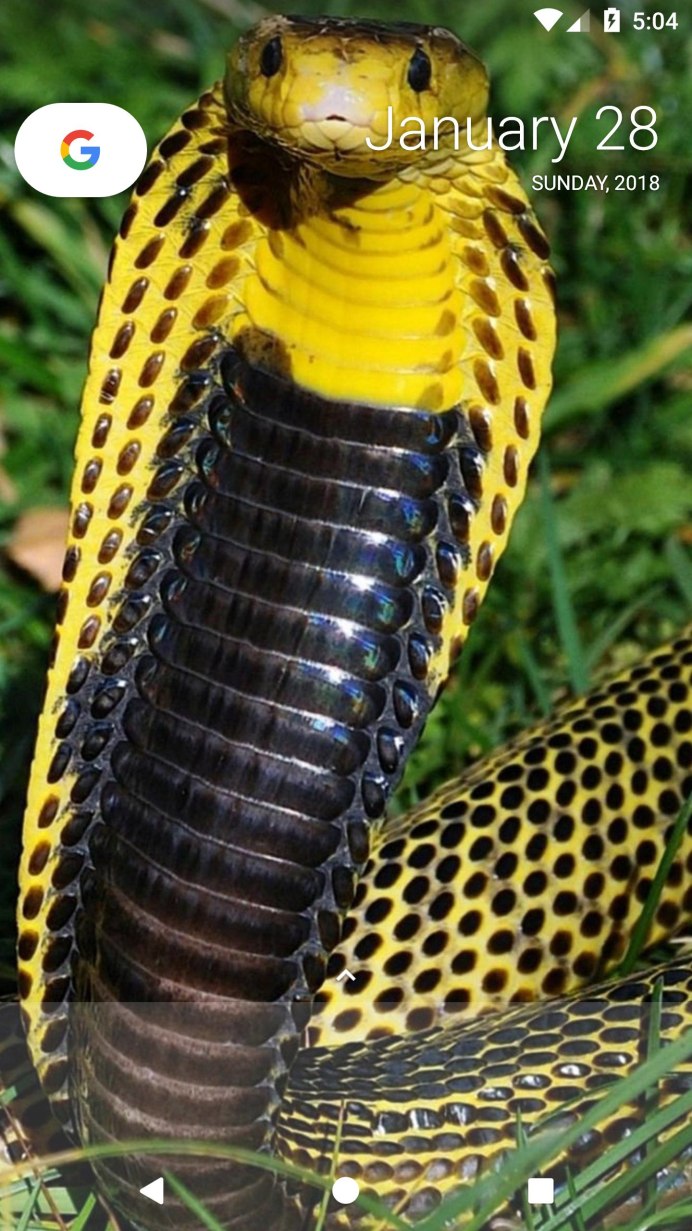 Золотая Королевская Кобра