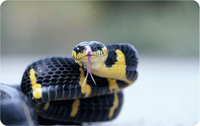 Краснобрюхий чёрный Аспид