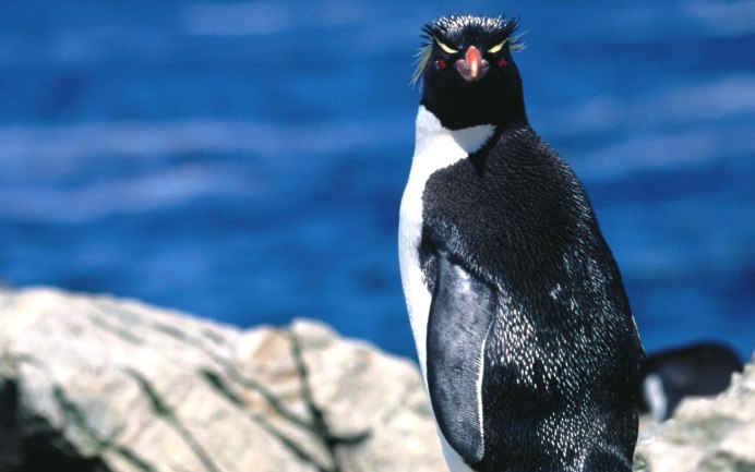 Толстоклювый Пингвин