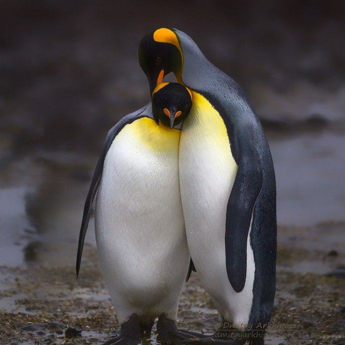 Пингвин Императорский фази