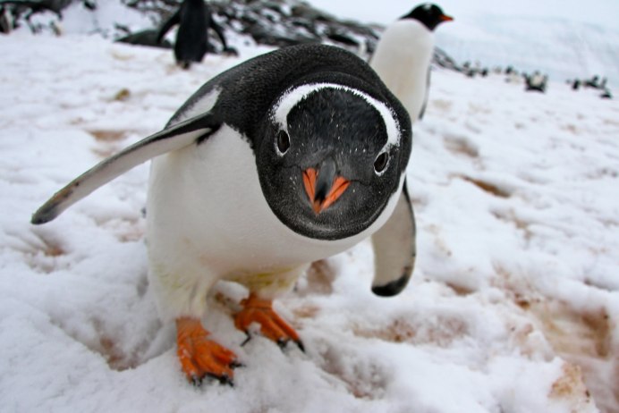 Королевский Пингвин Императорский Галапагосский