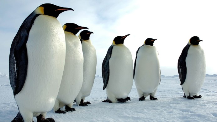 Пингвин с длинным клювом