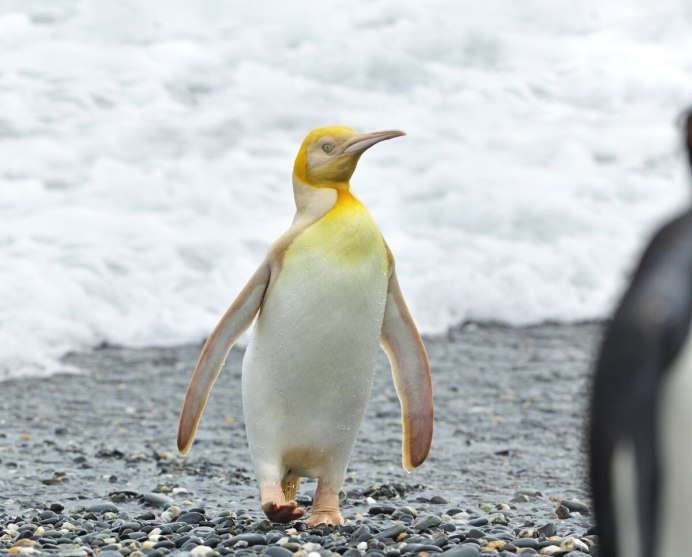 Редкий Пингвин