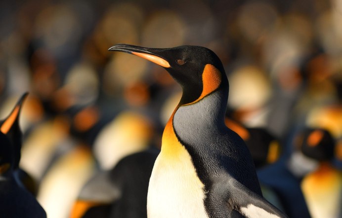 Морской Пингвин