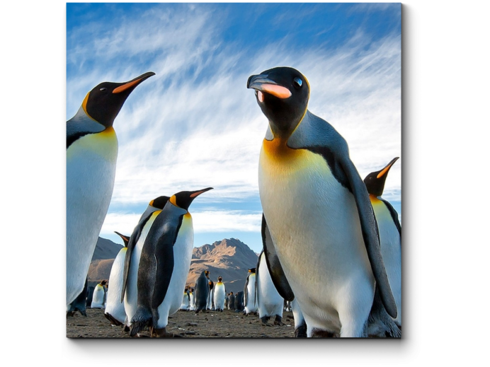 Пингвин Шлегеля