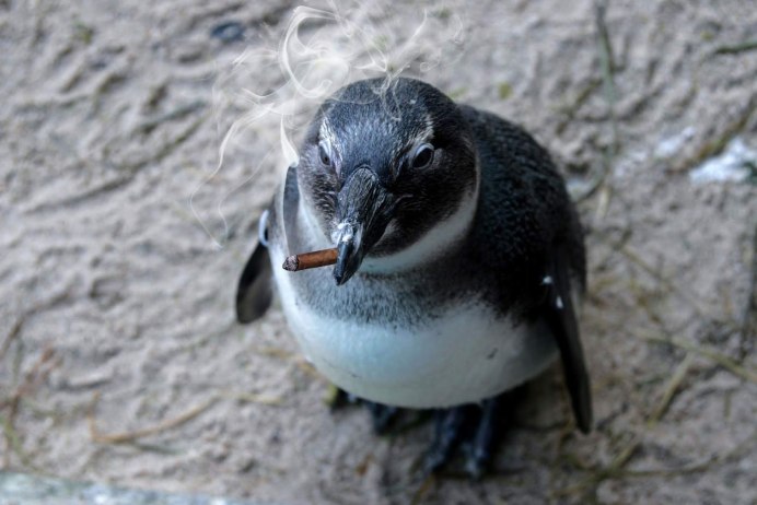 Субантарктический Пингвин Египет