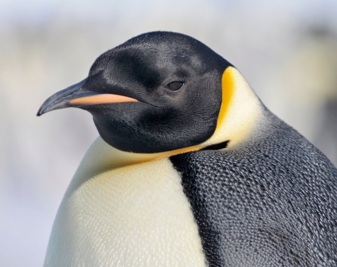 Пингвин сутенер