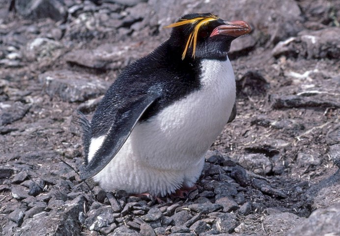 Великолепный Пингвин или желтоглазый