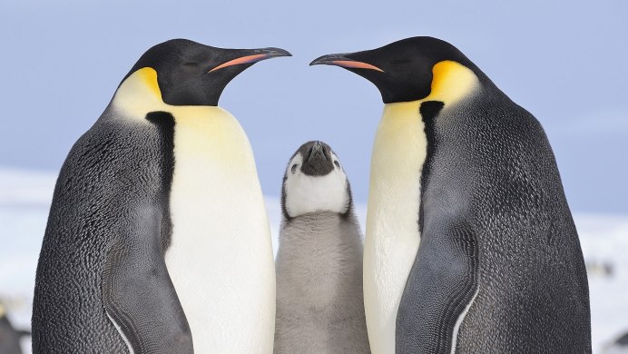Птица Королевский Пингвин