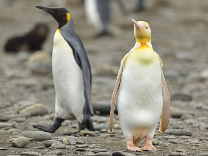 Императорский Пингвин клюв