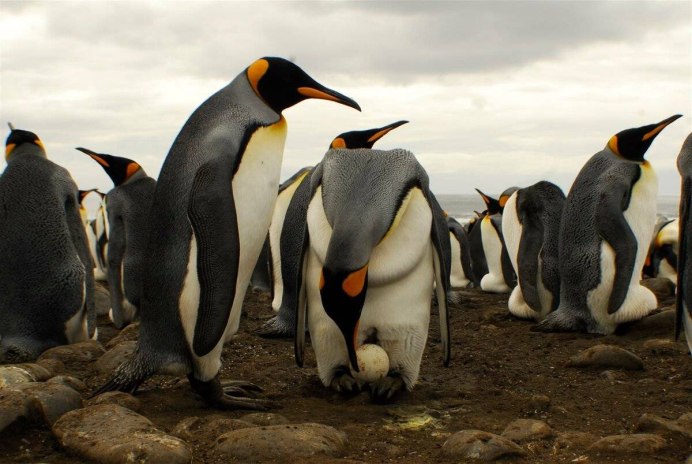 Королевский Пингвин в Антарктиде