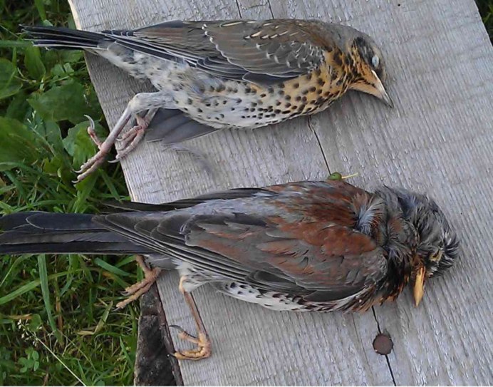 Камбоджийский скворец (Sturnus burmannicus)