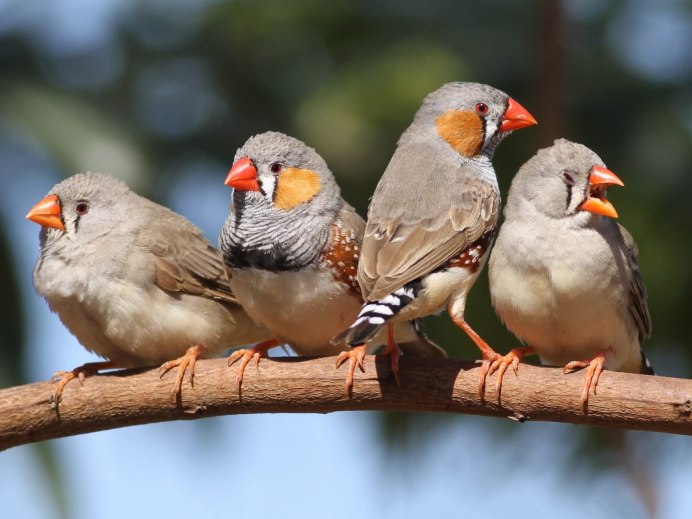 Gouldian Finch птенец
