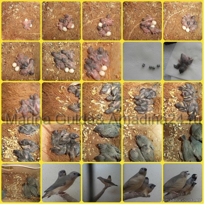 Очковая Гага птенцы