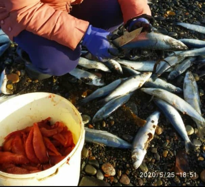 Сельдь Охотское море