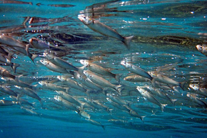 Нерест сельдеобразных