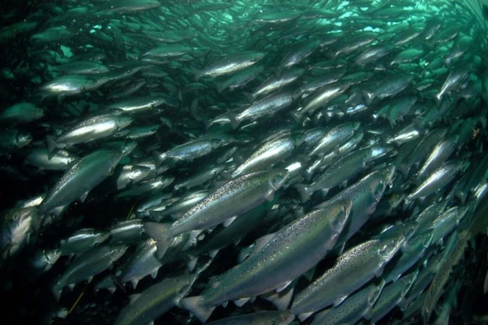 Сельдь в море