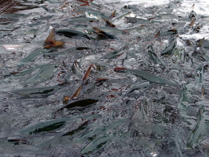 Нерестовый субстрат для рыб